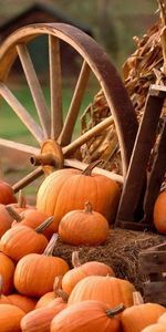 Landscape,Fields,Vegetables,Pumpkin