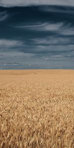 Landscape,Fields,Wheat