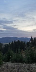 Arbres,Sapins,Paysage