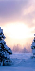 Invierno,Puesta Del Sol,Nieve,Abetos,Paisaje