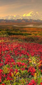 Landscape,Flowers