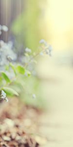 Fleurs,Paysage