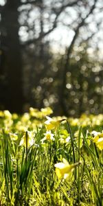 Landscape,Flowers