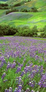 Landscape,Flowers