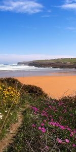 Paisaje,Flores,Playa