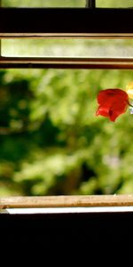 Plantas,Paisaje,Flores,Bouquets