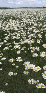 Camomille,Fleurs,Paysage