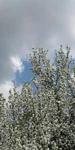 Landscape,Flowers,Clouds,Trees