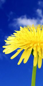 Landscape,Flowers,Dandelions