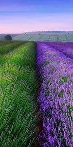 Landscape,Flowers,Fields