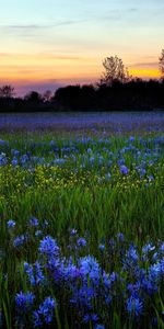 Paisaje,Flores,Los Campos