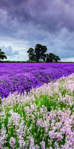 Landscape,Flowers,Fields