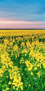 Landscape,Flowers,Fields