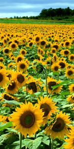 Fleurs,Tournesols,Les Champs,Paysage