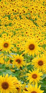 Les Champs,Tournesols,Fleurs,Paysage