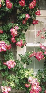 Landscape,Flowers,Houses