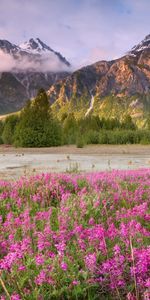 Landscape,Flowers,Mountains