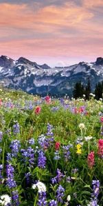 Fleurs,Montagnes,Paysage