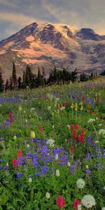 Landscape,Flowers,Mountains