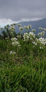 Montagnes,Paysage,Fleurs