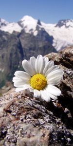 Fleurs,Montagnes,Paysage