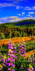 Paisaje,Flores,Montañas,Nubes