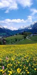 Landscape,Flowers,Plants,Mountains