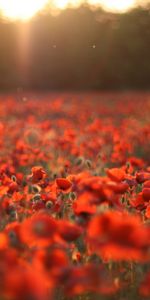 Landscape,Flowers,Poppies,Sun,Plants,Fields