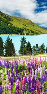 Fleurs,Rivières,Paysage