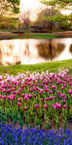 Arbres,Fleurs,Rivières,Paysage