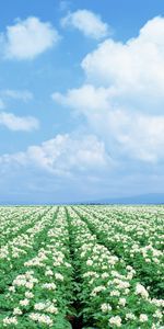 Landscape,Flowers,Sky