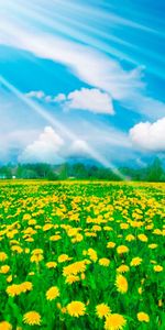 Landscape,Flowers,Sky,Dandelions,Clouds,Fields