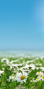 Landscape,Flowers,Sun,Camomile,Fields