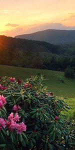 Landscape,Flowers,Sun,Plants