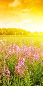 Coucher De Soleil,Fleurs,Paysage