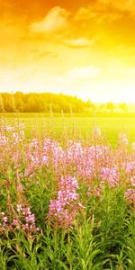 Fleurs,Coucher De Soleil,Paysage