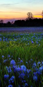 Landscape,Flowers,Sunset,Fields