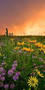 Fleurs,Coucher De Soleil,Paysage,Les Champs