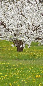 Fleurs,Arbres,Paysage