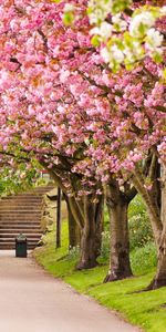 Paisaje,Flores,Árboles