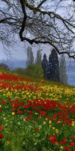 Paisaje,Flores,Árboles