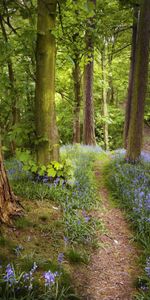 Landscape,Flowers,Trees