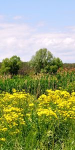 Landscape,Flowers,Trees