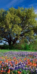 Landscape,Flowers,Trees