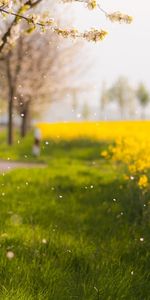 Landscape,Flowers,Trees,Fields