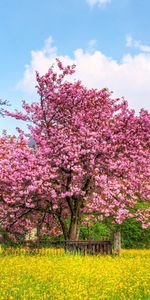 Arbres,Herbe,Fleurs,Paysage