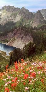 Montagnes,Fleurs,Arbres,Paysage