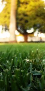 Landscape,Grass,Art Photo,Feather