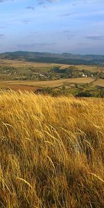 Paisaje,Hierba,Los Campos