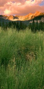 Herbe,Montagnes,Paysage